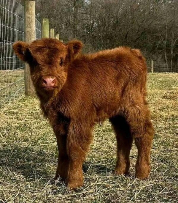 miniature cow buy